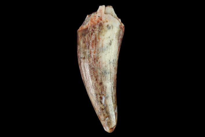 Fossil Phytosaur (Machaeroprosopus) Tooth - New Mexico #133289